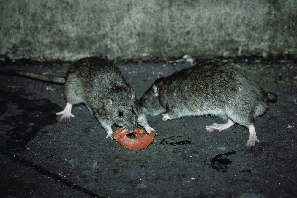 u062cu0631u0630u0627u0646 u0641u064a u0623u062du062f u0627u0644u0634u0648u0627u0631u0639 u0627u0644u0641u0631u0646u0633u064au0629                (u0623 u0641 u0628) 