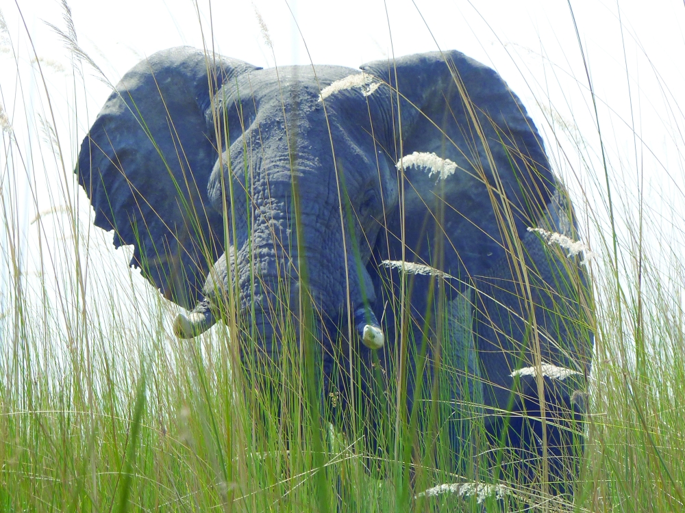 u0641u064au0644 u0623u0641u0631u064au0642u064a                                   (u0623 u0628)