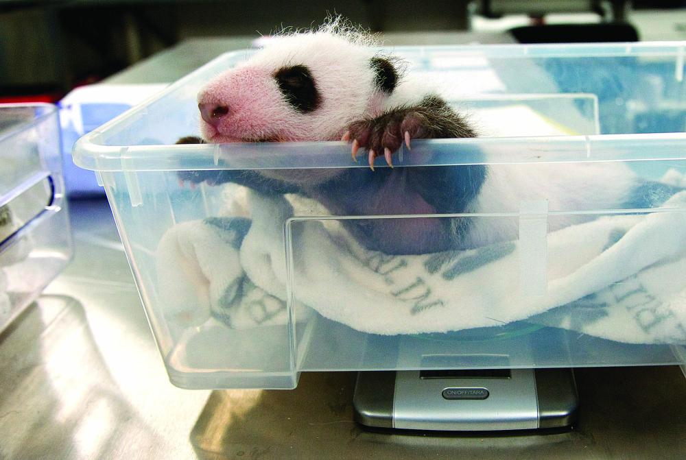 



توأم الباندا في حديقة حيوان برلين           (د ب أ )