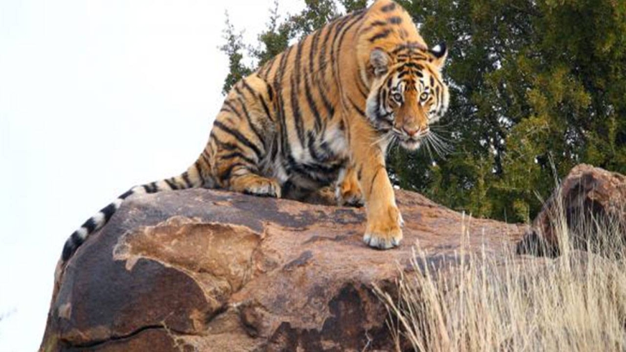 



النمر الملكي      (مكة)