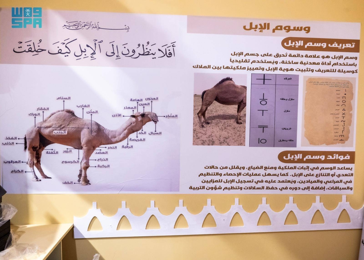 جمعية الإبل بمنطقة نجران تشارك. في مهرجان الملك عبدالعزيز للإبل 