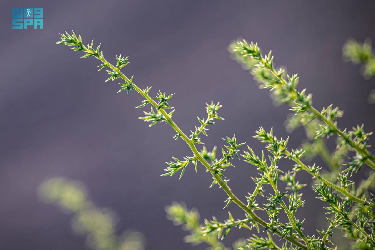 ظهور الشوك الروسي. في منطقة الحدود الشمالية 