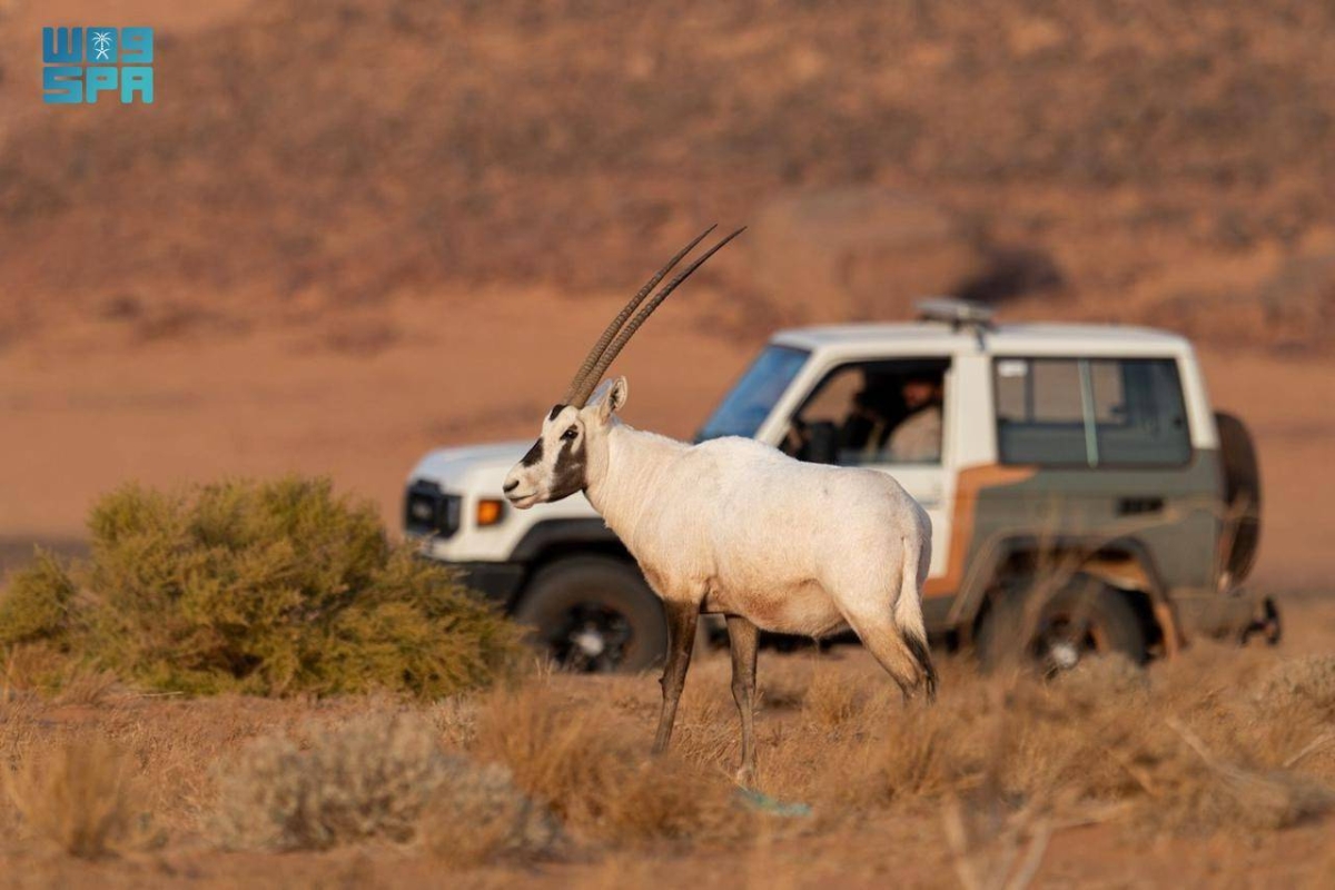 المها العربي.. يتكاثر ويثري الحياة الفطرية في محمية الملك سلمان بن عبدالعزيز الملكية 