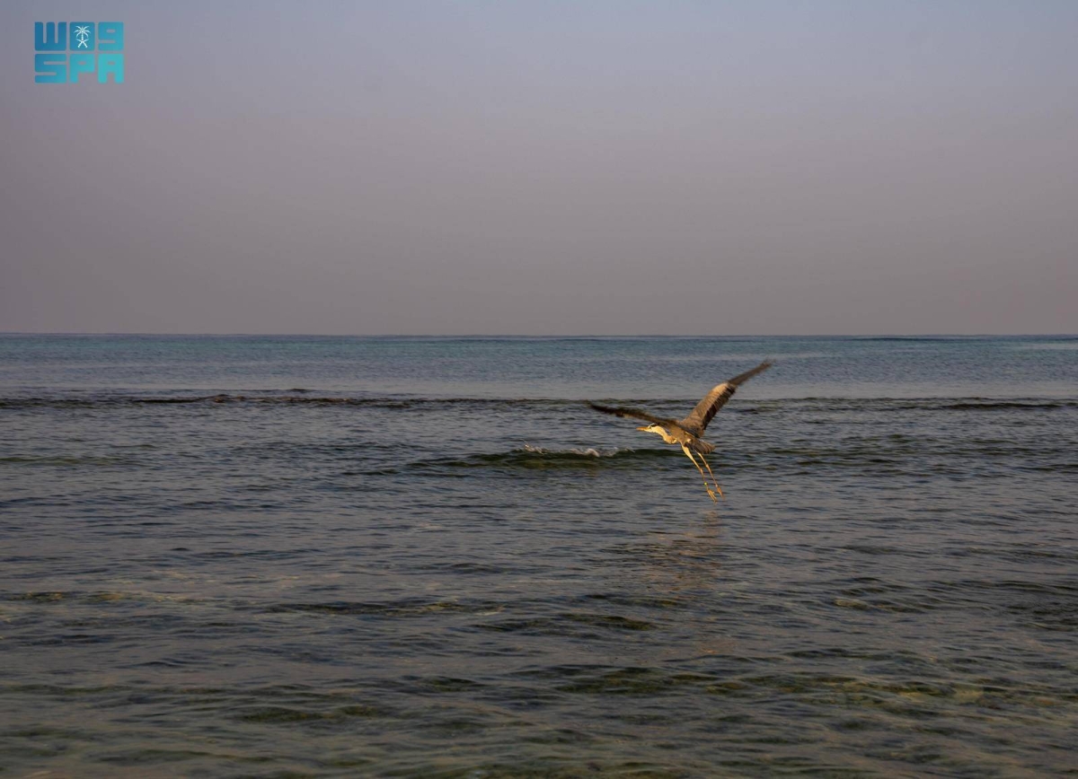 مركز الحياة الفطرية يطلق. 63 طائرا بحريا في كورنيش جدة 