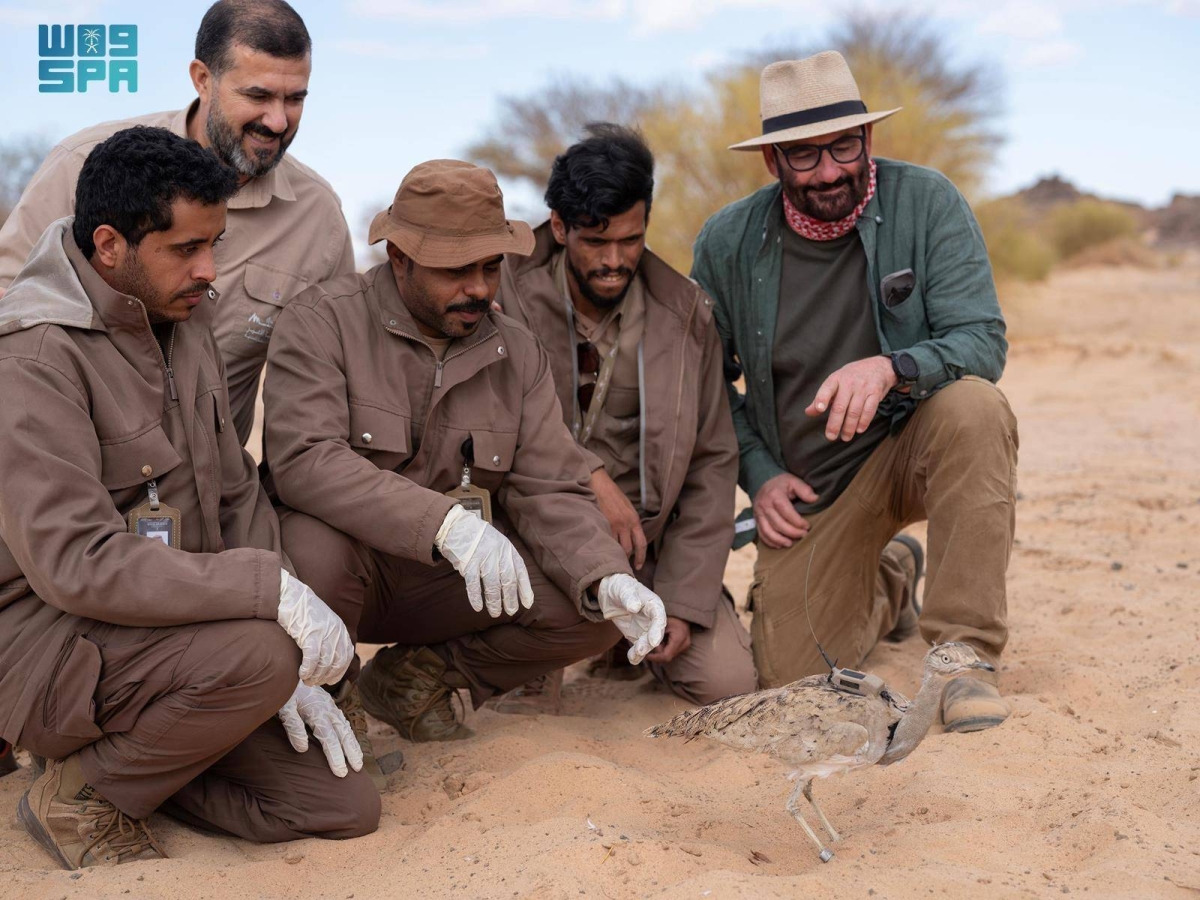 محمية الأمير محمد بن سلمان الملكية تعيد توطين طائر الحبارى الآسيوي 