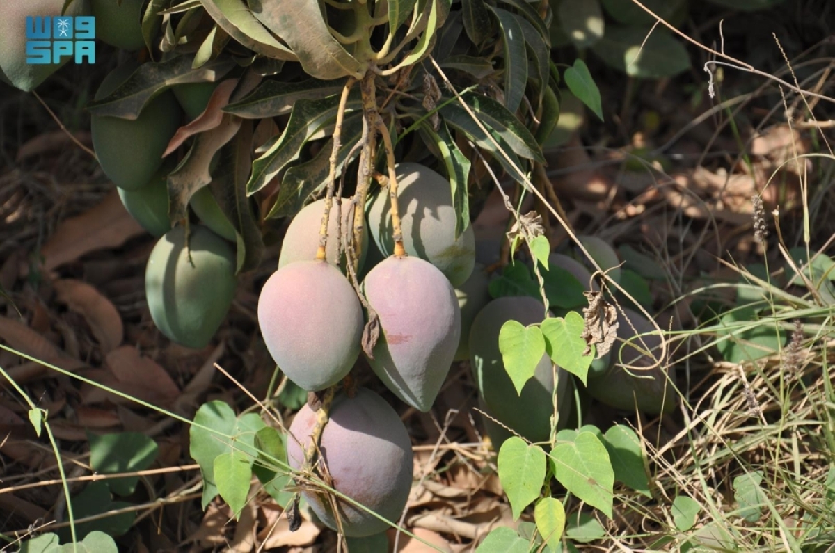 توسع رقمي يعزز. وصول فاكهة المانجو من جازان إلى مدن المملكة 