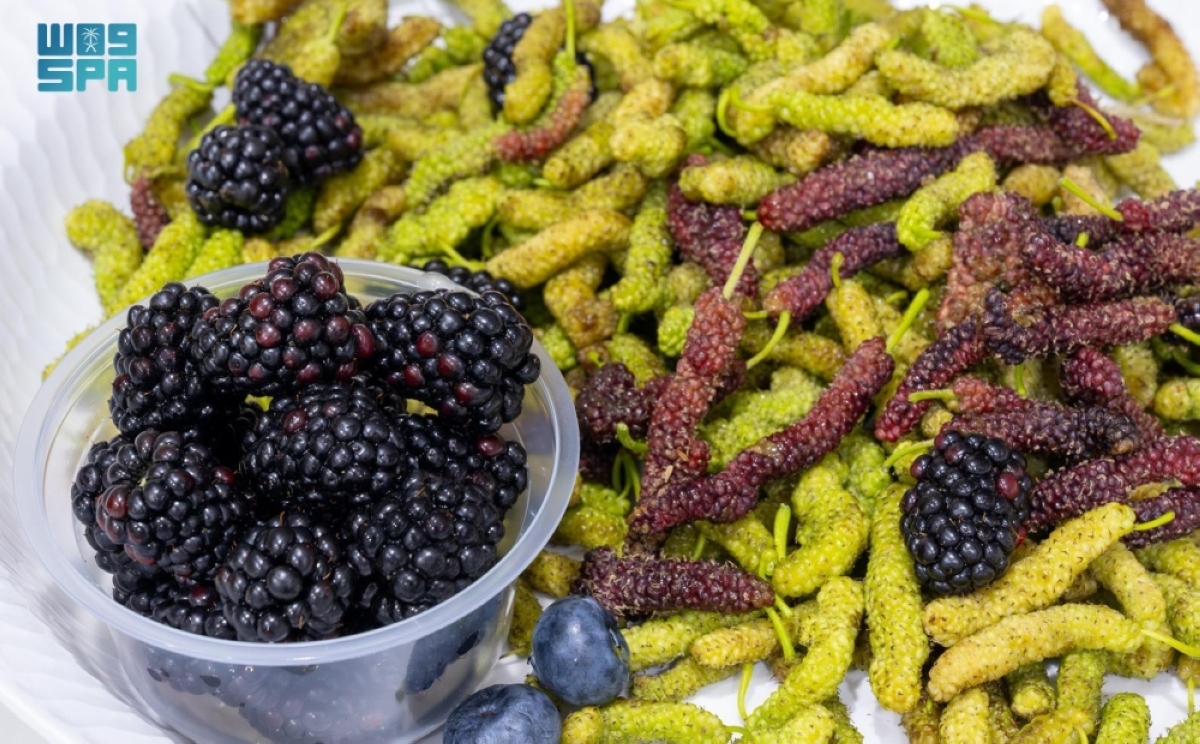 القصيم تشهد  تحولا في زراعة التوت 
ودورها في الأمن الغذائي