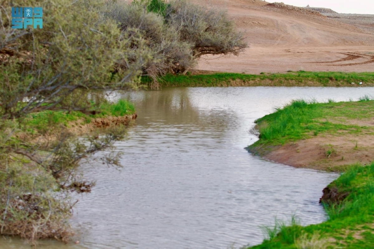 ربيع رفحاء يكسو البراري بالخضرة ويعزز 
جاذبيتها الطبيعية