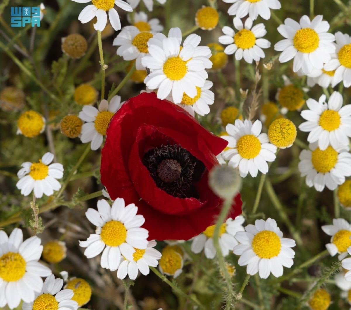 «زهرة الديدحان» تكسو صحراء الحدود الشمالية بالأحمر وتشكل لوحة ربيعية طبيعية