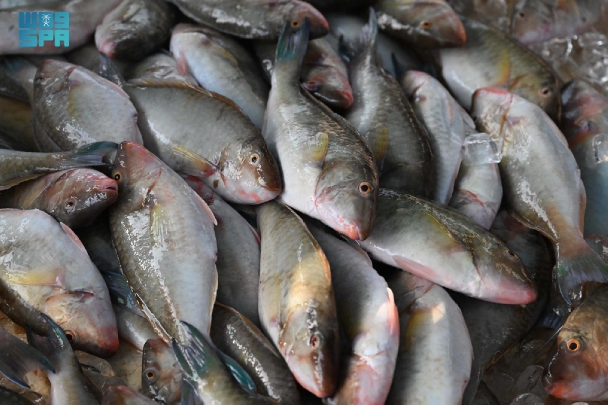 سوق السمك في جزر فرسان.. ركيزة اقتصادية تعكس تنوع الإنتاج واستدامة الثروة البحرية