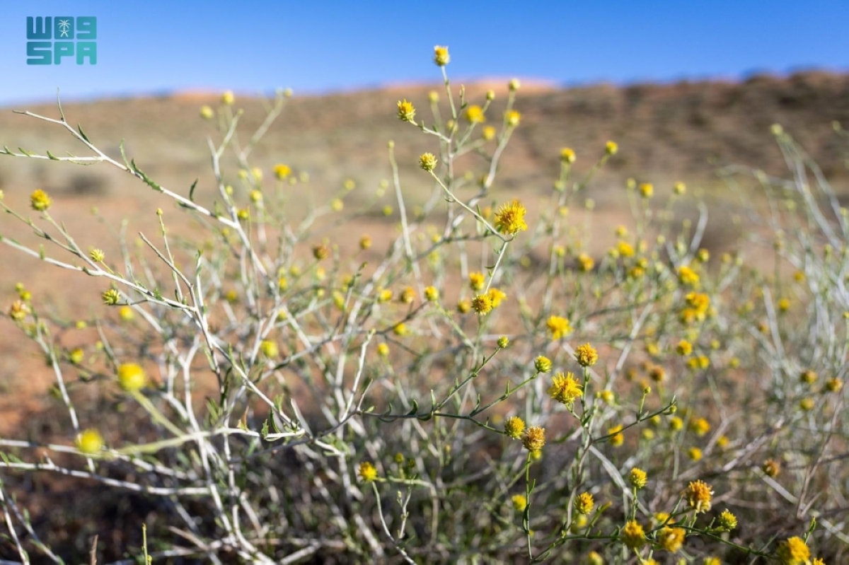 الأمطار تبرز الغطاء النباتي والتنوع البيئي بمنطقة القصيم