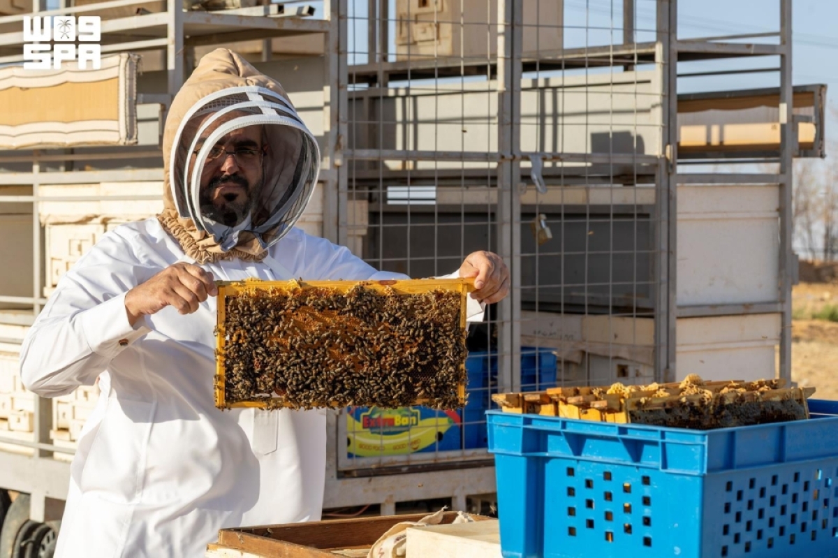منتجو العسل في الجوف 
يبدؤون مواسم الإنتاج بعسل «الحمضيات»